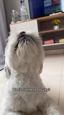 Coleira Peitoral Pet com Mochila Porta Saquinho Higiênico para Passeios