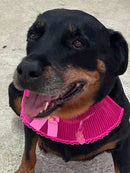 Kit 20 Gargantilhas Pet Luxo em Renda Tamanho G Cores Variadas