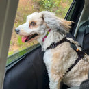 Kit Passeio Pet com Coleira Peitoral Guia e Cinto de Segurança para Carro Porte Pequeno