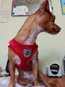 Peitoral Colete Refletivo com Guia para Cachorro Tamanho P Vermelho