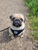 Peitoral Colete Refletivo com Guia para Cachorro Tamanho M Preto