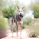 Kong Extreme Medium Preto Brinquedo de Borracha Resistente para Cães