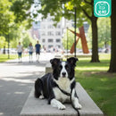 Guia Unificada com Enforcador 1,5 Metros para Adestramento de Cães Preto