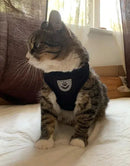 Peitoral Refletivo Preto para Cães com Guia Tamanho P Segurança e Conforto