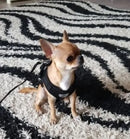 Peitoral Colete Refletivo com Guia para Cachorro Tamanho G Preto