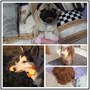 Brinquedo de Pelúcia Pet com Apito Happy Day Elefante Cinza para Cães e Gatos