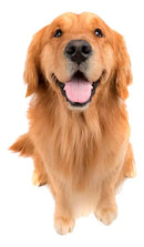 Loção Hidratante Hidrapet Agener 100g Ação Imediata Fragrância Neutra