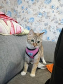 Coleira Peitoral para Gatos com Guia Ajustável Cor Rosa Tamanho M