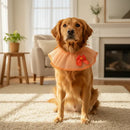 Kit 20 Gargantilhas Pet Luxo em Renda Tamanho G Cores Variadas