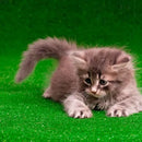 Tapete Higiênico de Grama Sintética Pet 2x0,50m Verde para Cães