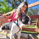 Kit Passeio Pet com Coleira Peitoral Guia e Cinto de Segurança para Carro Porte Pequeno