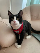 Peitoral com Guia para Gatos Tamanho P Vermelho Conforto e Segurança