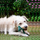 Kit Brinquedo Mordedor de Corda Fio Dental Pet para Cães Pequenos