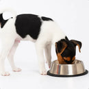 Comedouro e Bebedouro Pet em Inox 500ml para Cães e Gatos